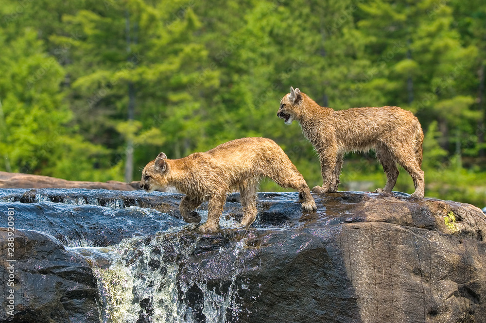 don lefever recommends Wet Cougars