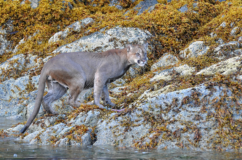 angela finlay share wet cougars photos