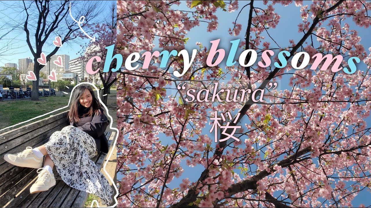 albert bacat recommends ms cherry blossoms pic