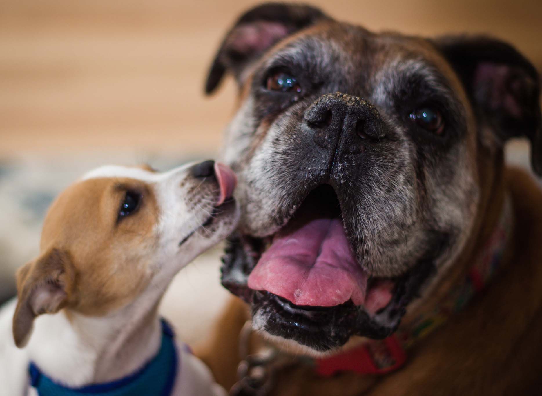 twins lick each other