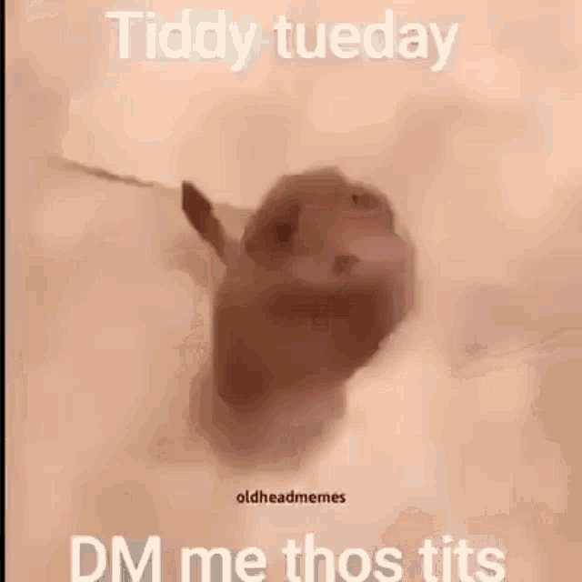 tits on tuesday