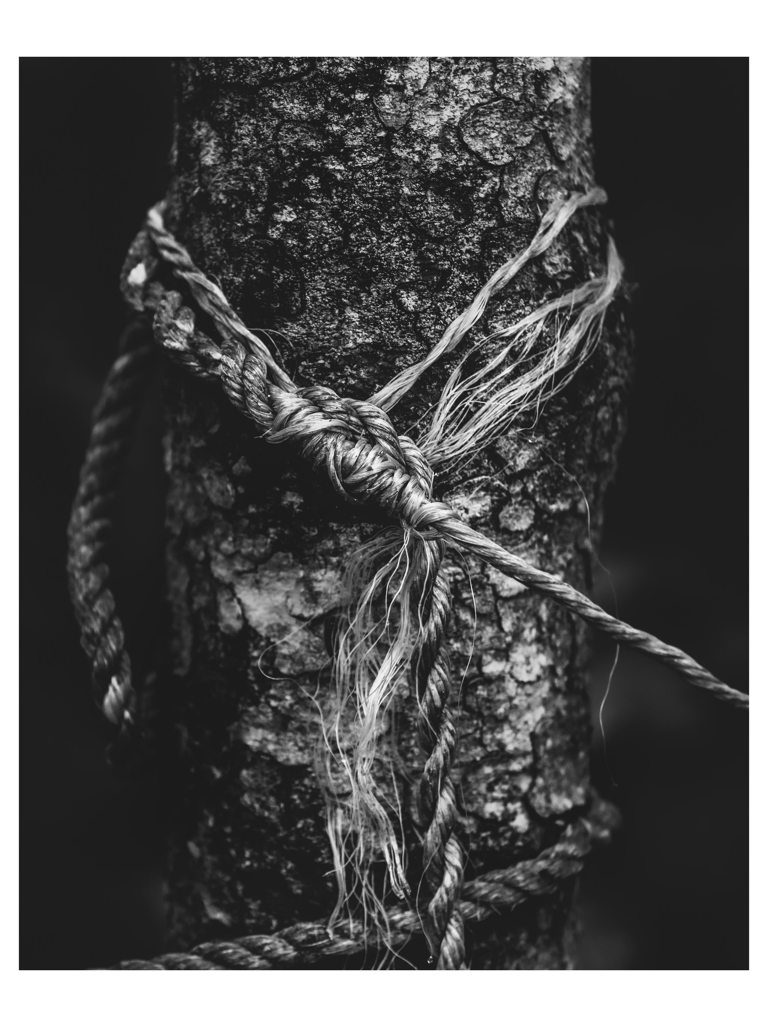 ben laborde recommends tree bondage pic