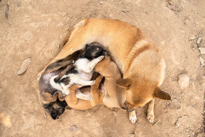 group sucking