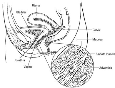 penis entering vagina