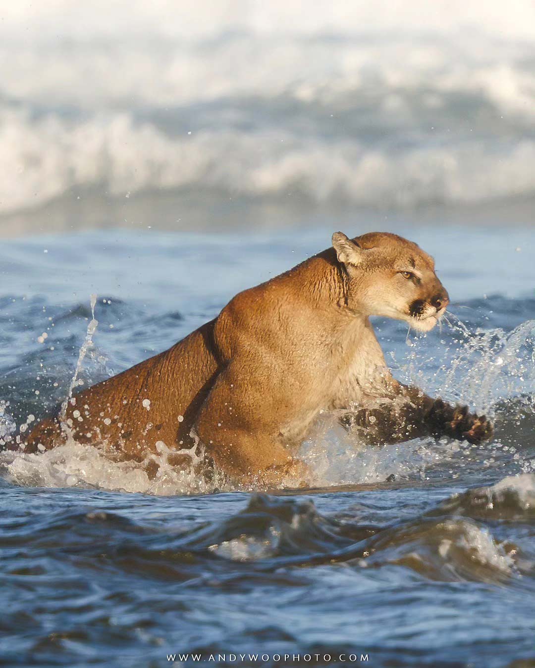 ben guill recommends wet cougars pic